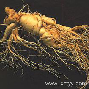 high quality panax ginseng